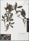 Foto von Salix glabra Scop.